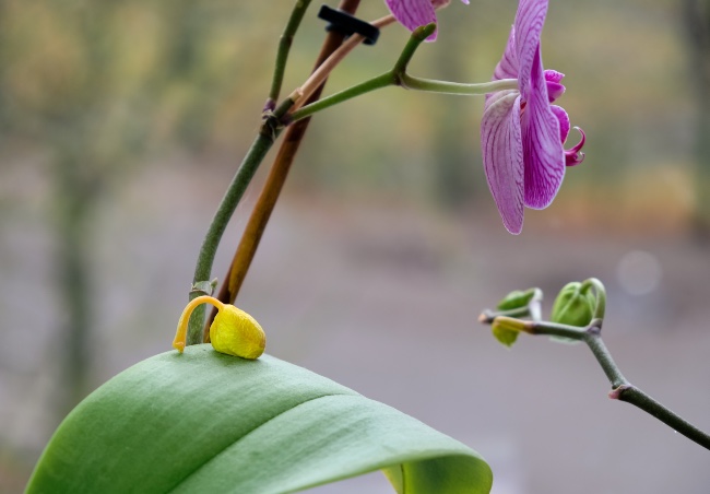 Motivos por los que se caen las flores de las orquídeas