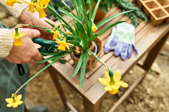 Cuidados del narciso tras la floración