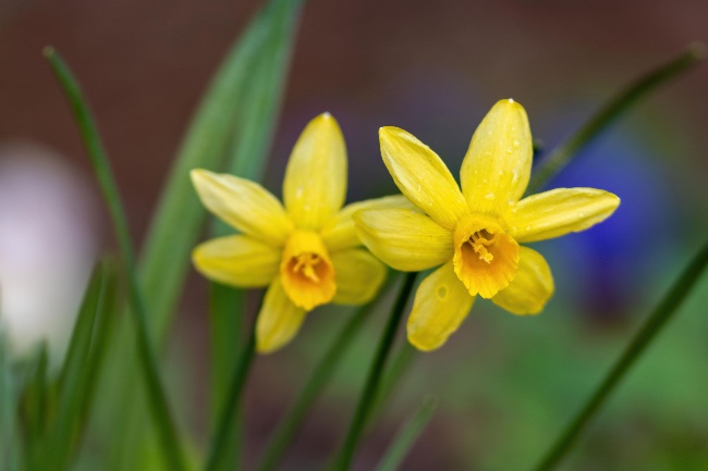 Narciso en flor