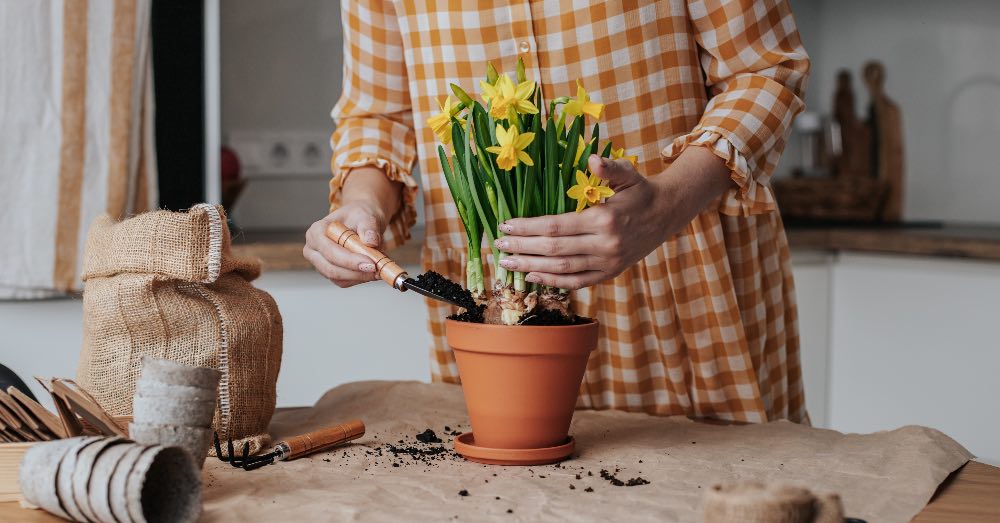 Cuidados de los narcisos en el jardín, en maceta y dentro de casa