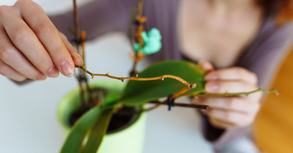 ¿Qué hay que hacer cuando a una orquídea se le caen las flores?