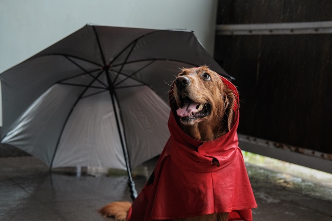 Ropa canina para pasear perros con lluvia