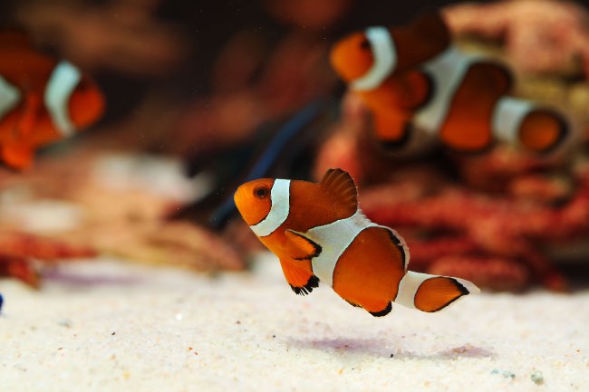 Pez payaso, un candidato perfecto para el acuario marino