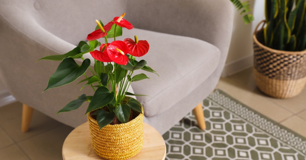 Plantas de interior con flor para alegrar tu casa todo el año