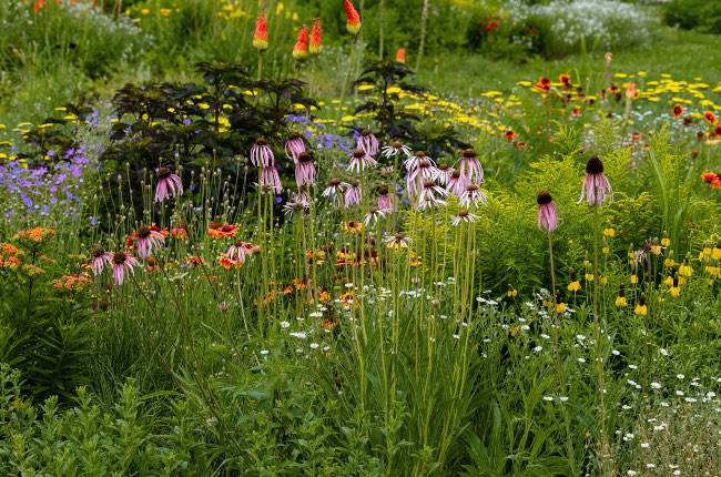 Plantas para xerojardinería