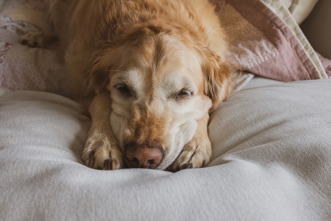 Efectos de la lluvia en la salud de los perros