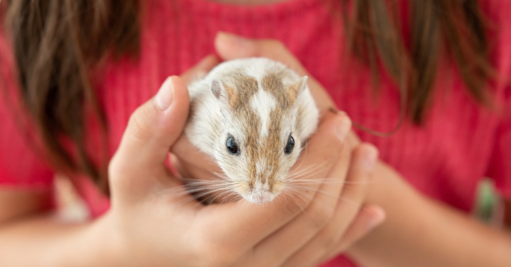 5 roedores domésticos que SÍ es legal tener como mascota
