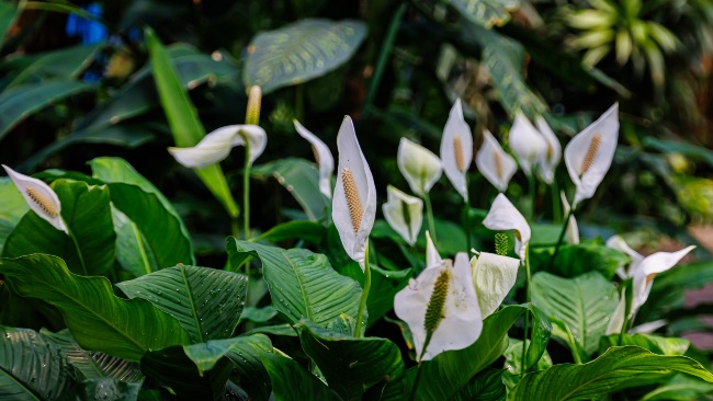 Spatiphyllum, una de las plantas para interiores con flores ideales para principiantes.
