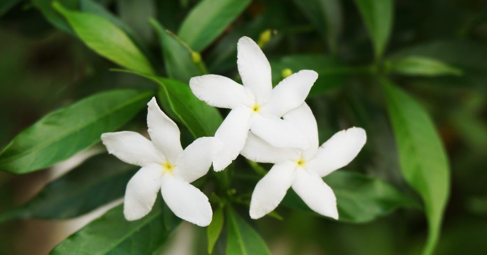 Tipos de jazmín: distínguelos por su aroma y la belleza de sus flores