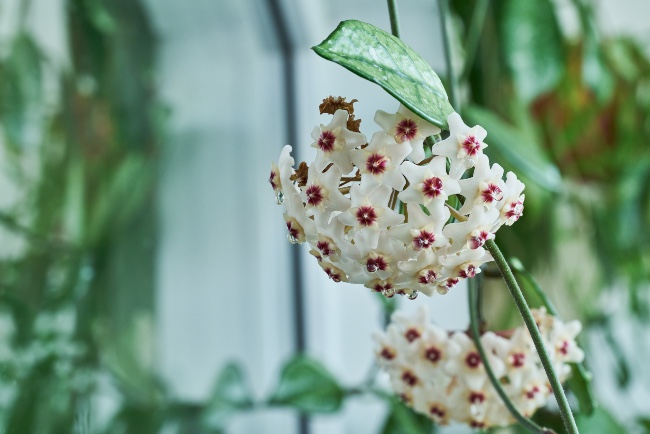 Trucos para conseguir que la flor de cera dé flores