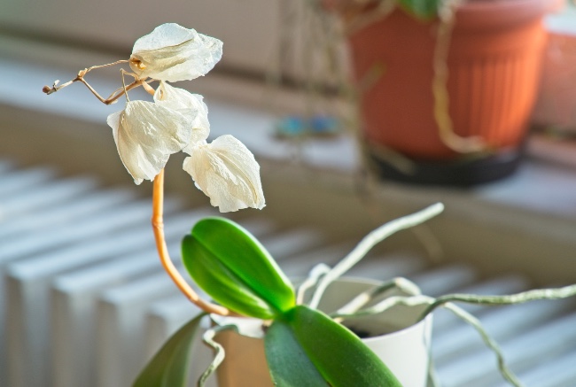 La vara floral de las orquídeas, clave en sus cuidados cuando caen las flores