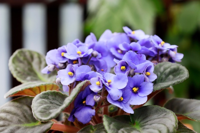 Violeta africana