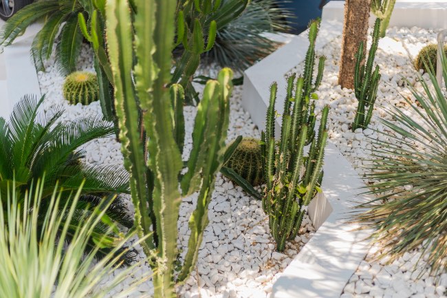 Xerojardín con suculentas y cactus