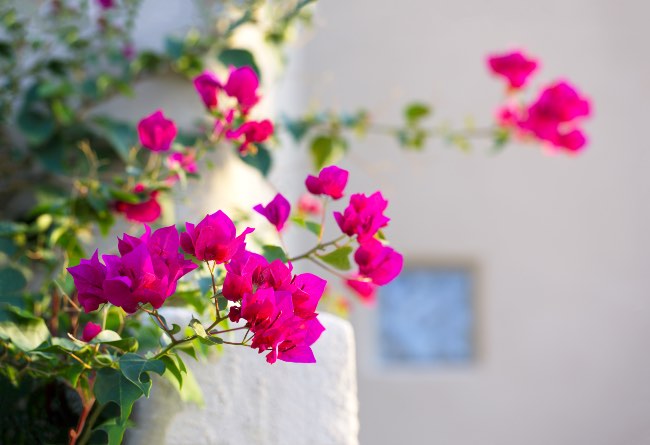 Xerojardinería mediterránea