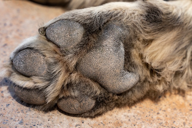Almohadillas del perro