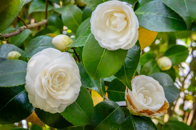 Camelia en el jardín