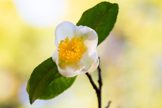Camelia sinensis