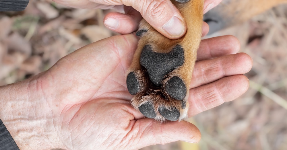 Cómo cuidar las almohadillas de las patas de los perros