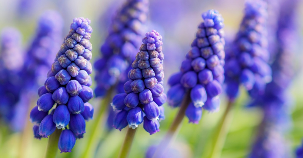 Cuidados del muscari: como plantar y cultivar el nazareno o jacinto de uva