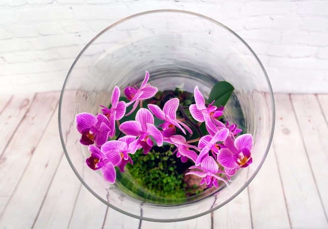 Mini orquídeas terrario
