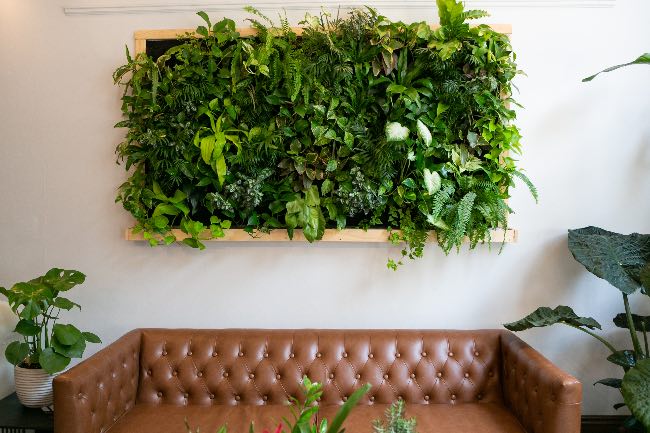 Muro verde natural con plantas de interior