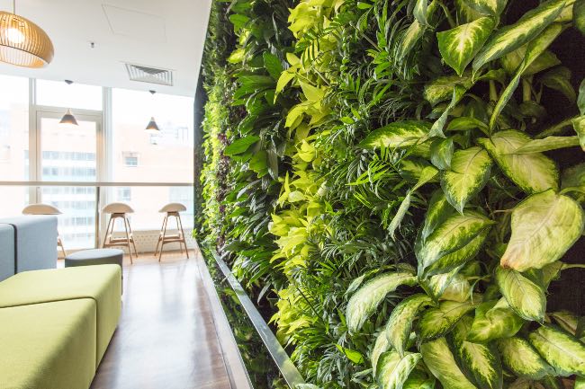 Muro verde natural con plantas de interior