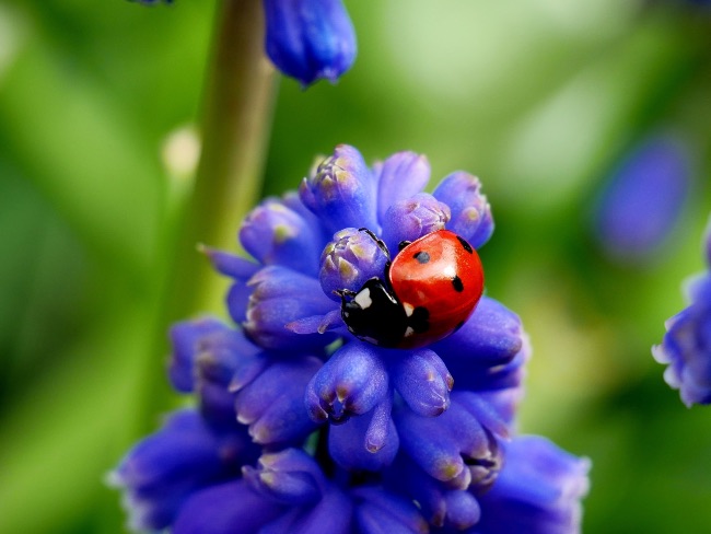 Cuidados del muscari en flor