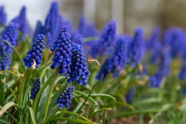Muscari en flor
