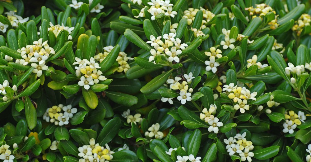 Cuidados del pittosporum, el arbusto perfecto para setos y jardines