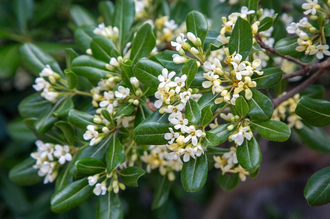 Pittosporum en flor