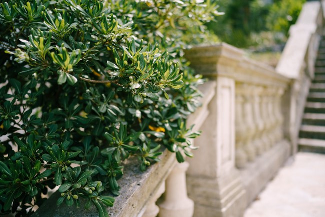 Pittosporum jardín