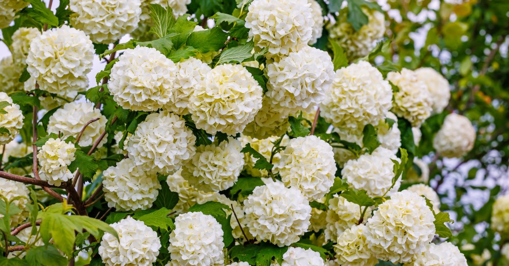 Cuidados de la planta bola de nieve o viburnum opulus