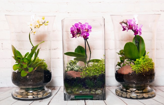 Terrario de orquídeas abierto