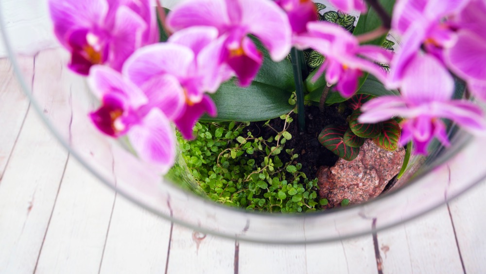 Cómo crear y mantener un terrario para orquídeas paso a paso
