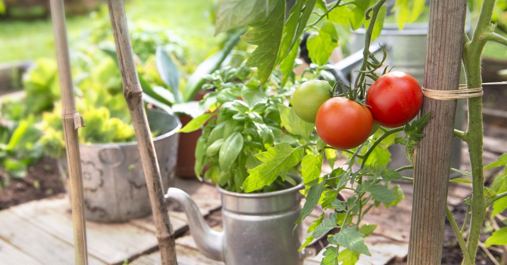 Tipos de tutores para tomates y otras plantas del huerto