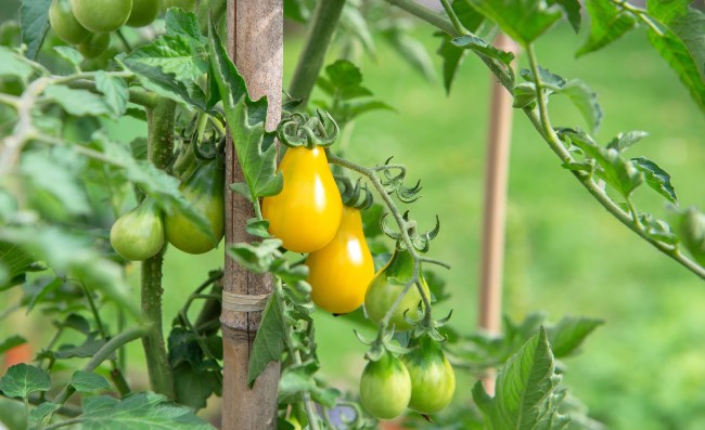 Tipos de tutores para plantas en Verdecora