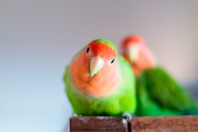 Tipos de agapornis