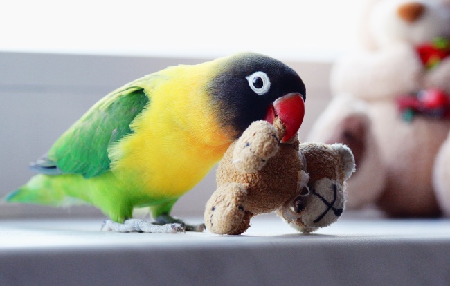 Juguetes para agapornis