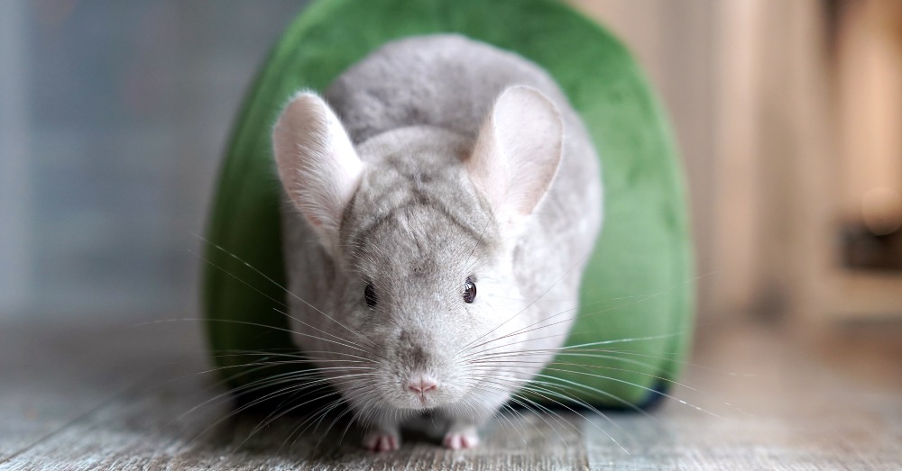 ¿Cómo y con qué frecuencia debes dar baños de arena a tu chinchilla?