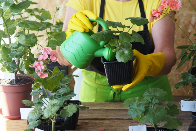 Cómo regar un pelargonium