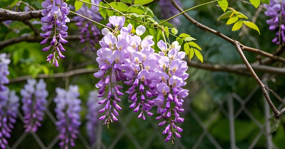 Cuidados de la glicinia o wisteria, una espléndida trepadora con flor
