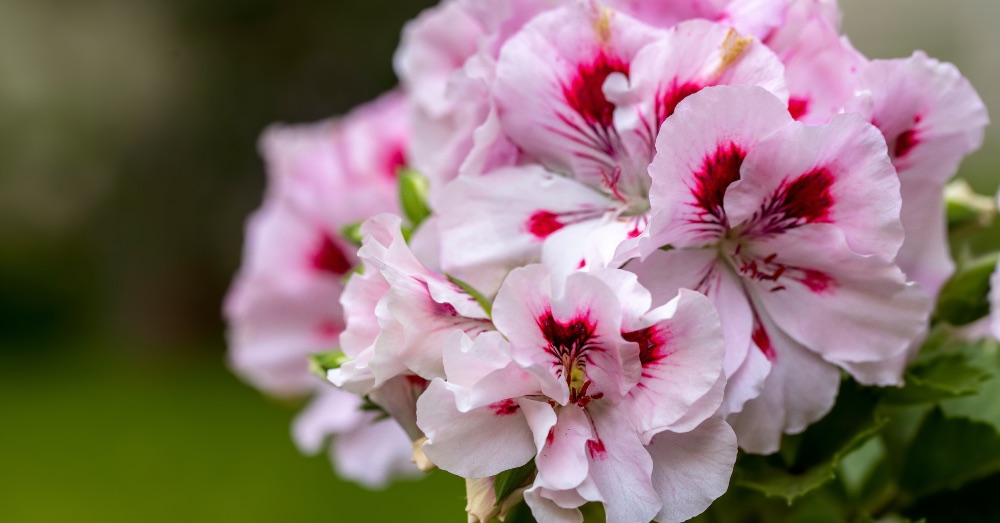 Cuidados del pelargonium: guía para una floración espectacular