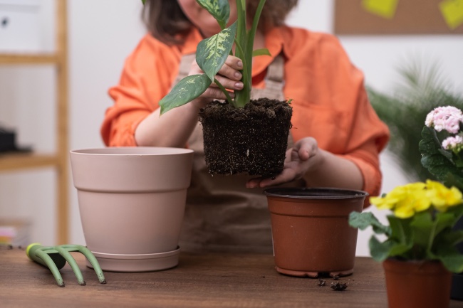 Elegir macetas, punto de partida para trasplantar plantas de interior
