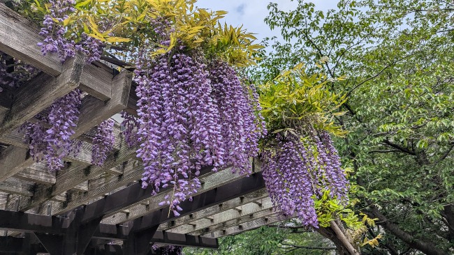 Wisteria en flor