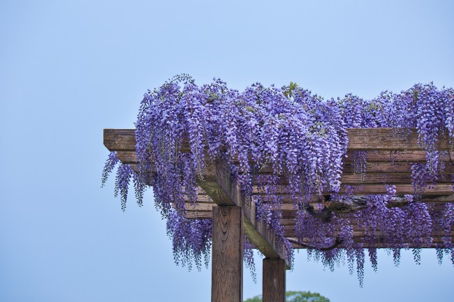 Glicinia en flor