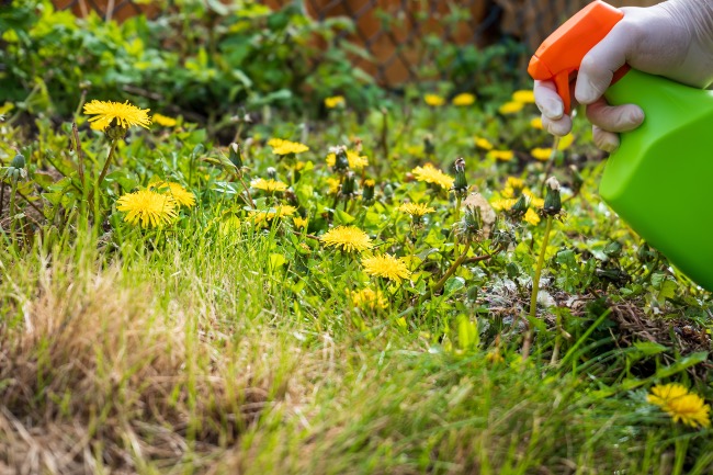 Herbicida ecológico