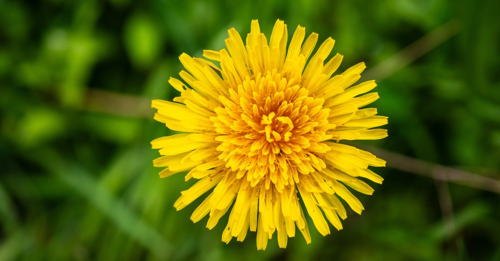 Herbicida natural, la alternativa para eliminar malas hierbas sin usar químicos