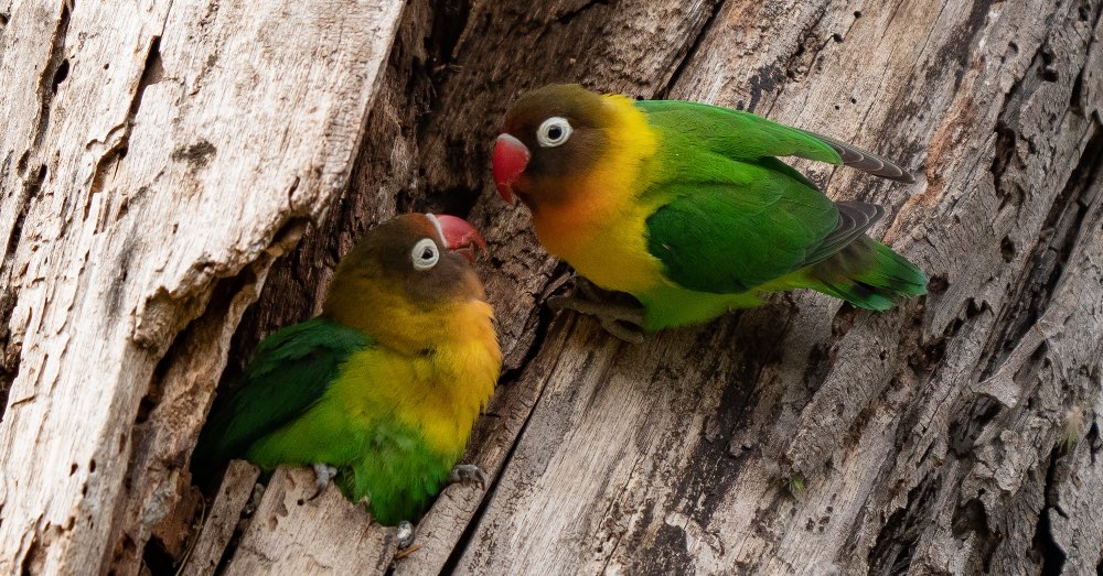 10 datos sobre los inseparables agapornis