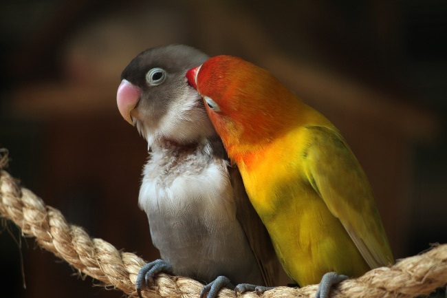 Pareja de agapornis