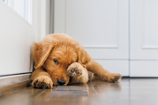 El exceso de calor en perros